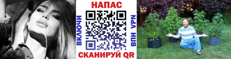 наркота  Каргополь  Бошки Шишки семена 
